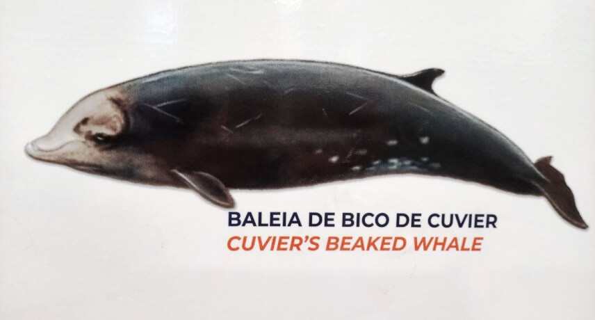 Baleia de Bico de Cuvier - Tipos de Baleias na Ilha da Madeira 